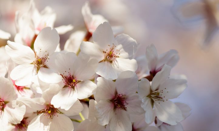 święto Ostara